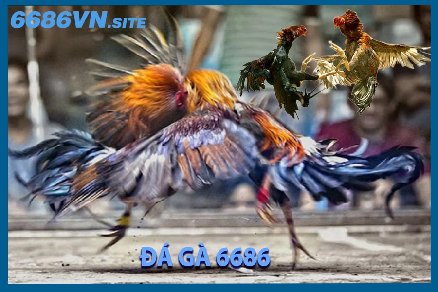 Đa gà thomo trực tuyến