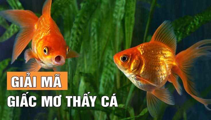 Nằm Mơ Thấy Cá Vàng Là Điềm Báo Gì?