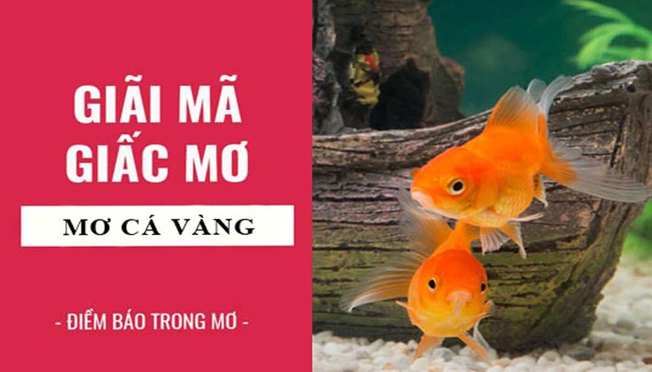 Nằm Mơ Thấy Cá Vàng