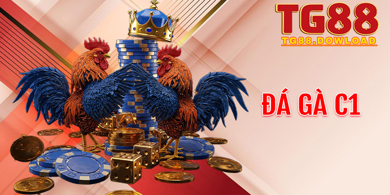 Giải mã nghệ thuật xem tướng kê: Bí kíp thắng cược Đá gà C1 tại Tg88